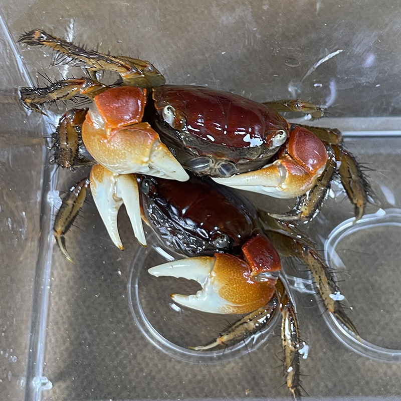 Xiangshou Crab Pet Desktop Pet Ornamental Crab Live Red Claw Internet Celebrity Desktop Crawling Pet Easy to Raise Aquarium Ornamental Crab