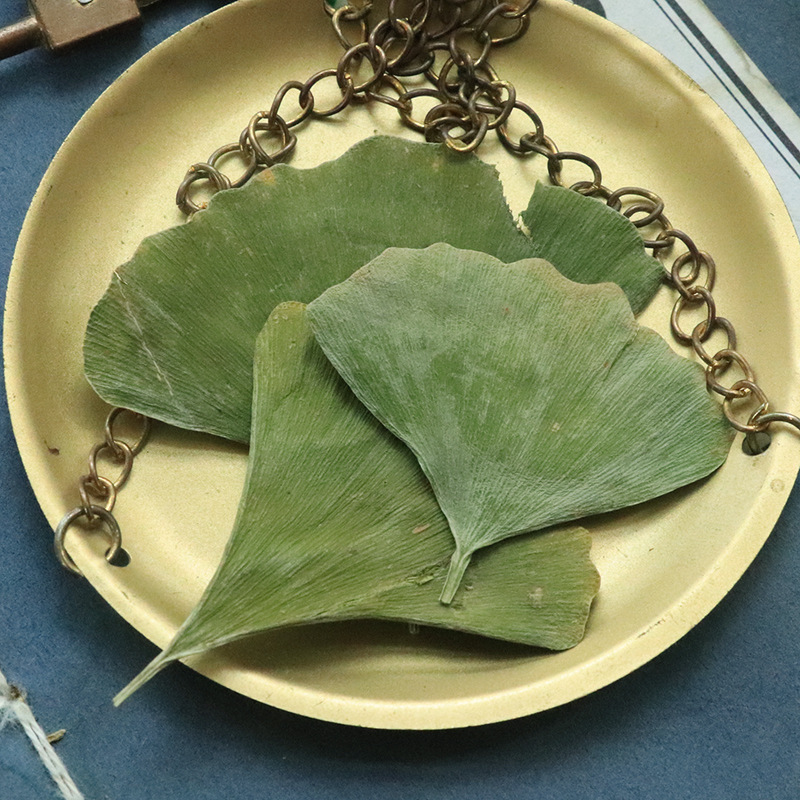 Naturally Sun-Dried Ginkgo Leaves 500g Dry Goods Tender Fresh Ginkgo Leaves Middle-Aged and Elderly Agricultural Products Non-Chinese Medicinal Materials