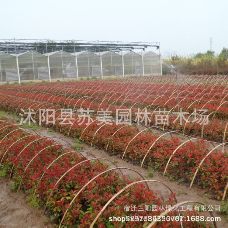 Red Leaf Heather Saplings Courtyard House Greening Seedlings Potted Red Robin Fence Seedlings Landscape Heather Seedlings