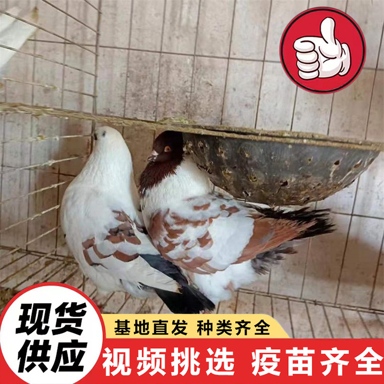 Purebred元宝 Pigeons, Live Ornamental Pigeons, Meat Pigeons, White Feather King Pigeons, Scenic Area Feeding Interactive Square Pigeons