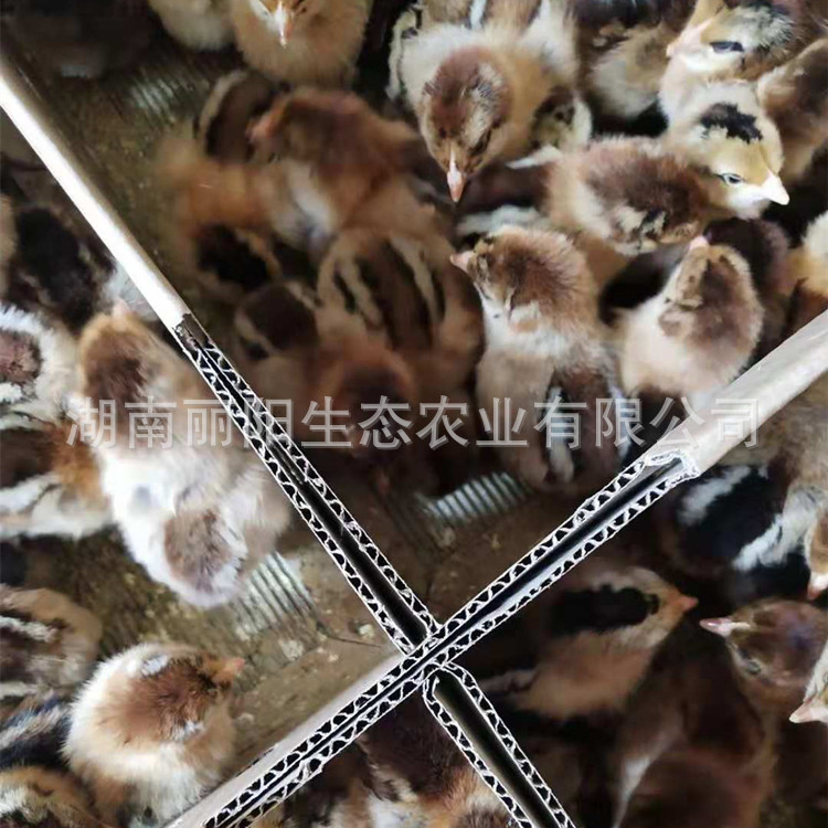 Hei Yao Chicken Mother Seedling Hatchery Supplies Hatched Small-Footed Chicken Seedlings, Dewarmed Chickens, and Jute Chickens, Black Chickens, and Three Yellow Chickens