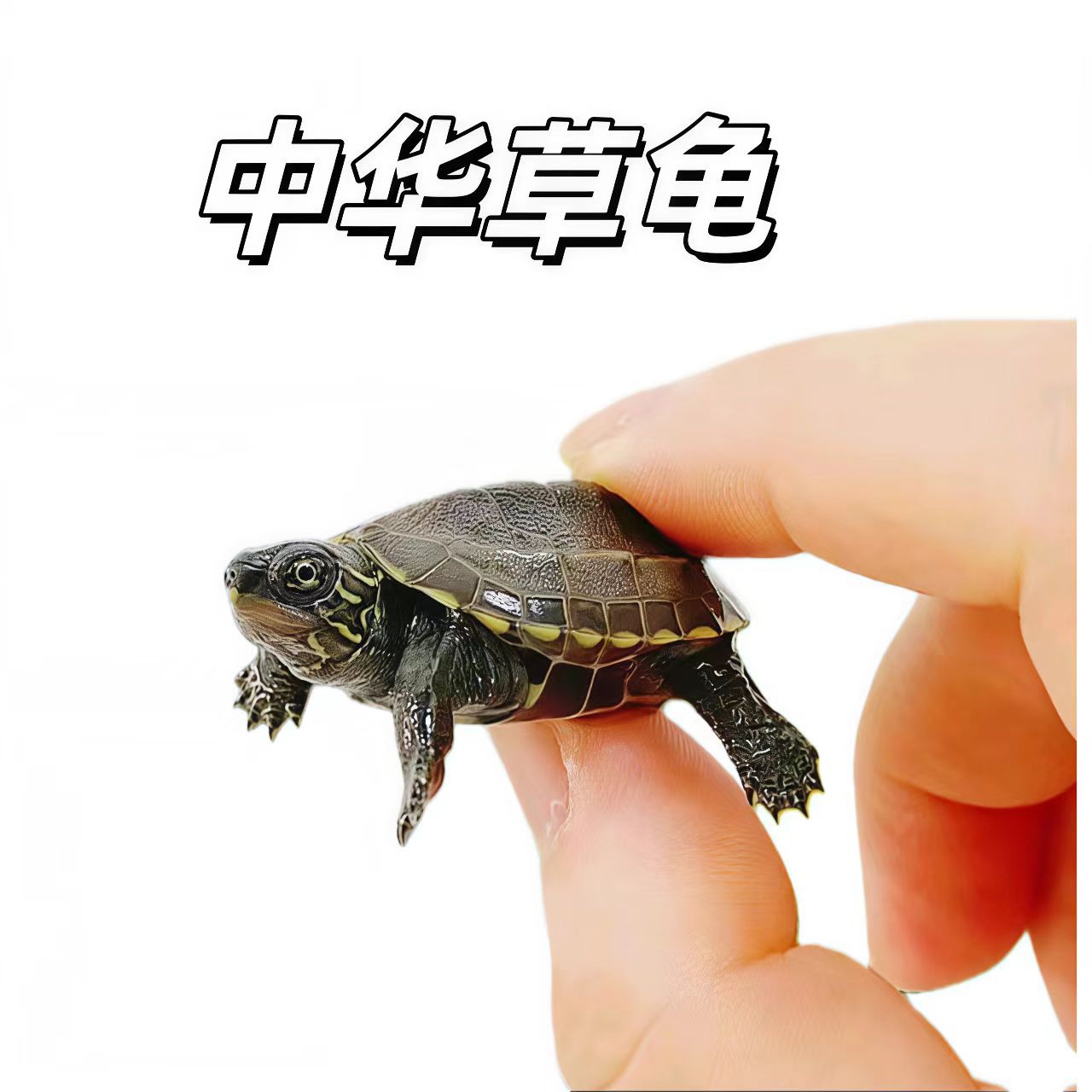 Wholesale Supply of Brazilian Turtles, Flower Turtles, Grass Turtles, Yellow-Eared Turtles, Map Turtles from the Source, Guaranteed to Be Delivered Alive to Your Doorstep