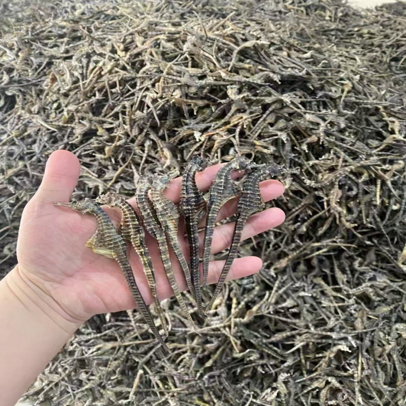 Tracing to the Source of Hippocampus Dried Goods Breeding Hippocampus Soup Bag Soaking Wine Chinese Herbal Medicine Tonic Products Hippocampus