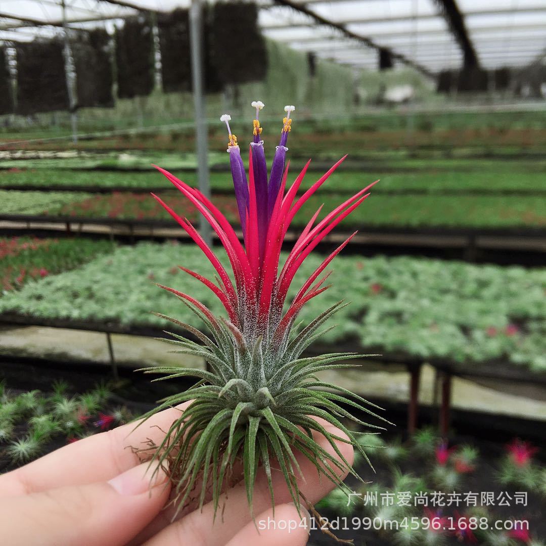 Воздушный ананас Фугуо база прямая продажа большие, средние и маленькие спецификации красные и зеленые безземельные растения Тилландсия эльф