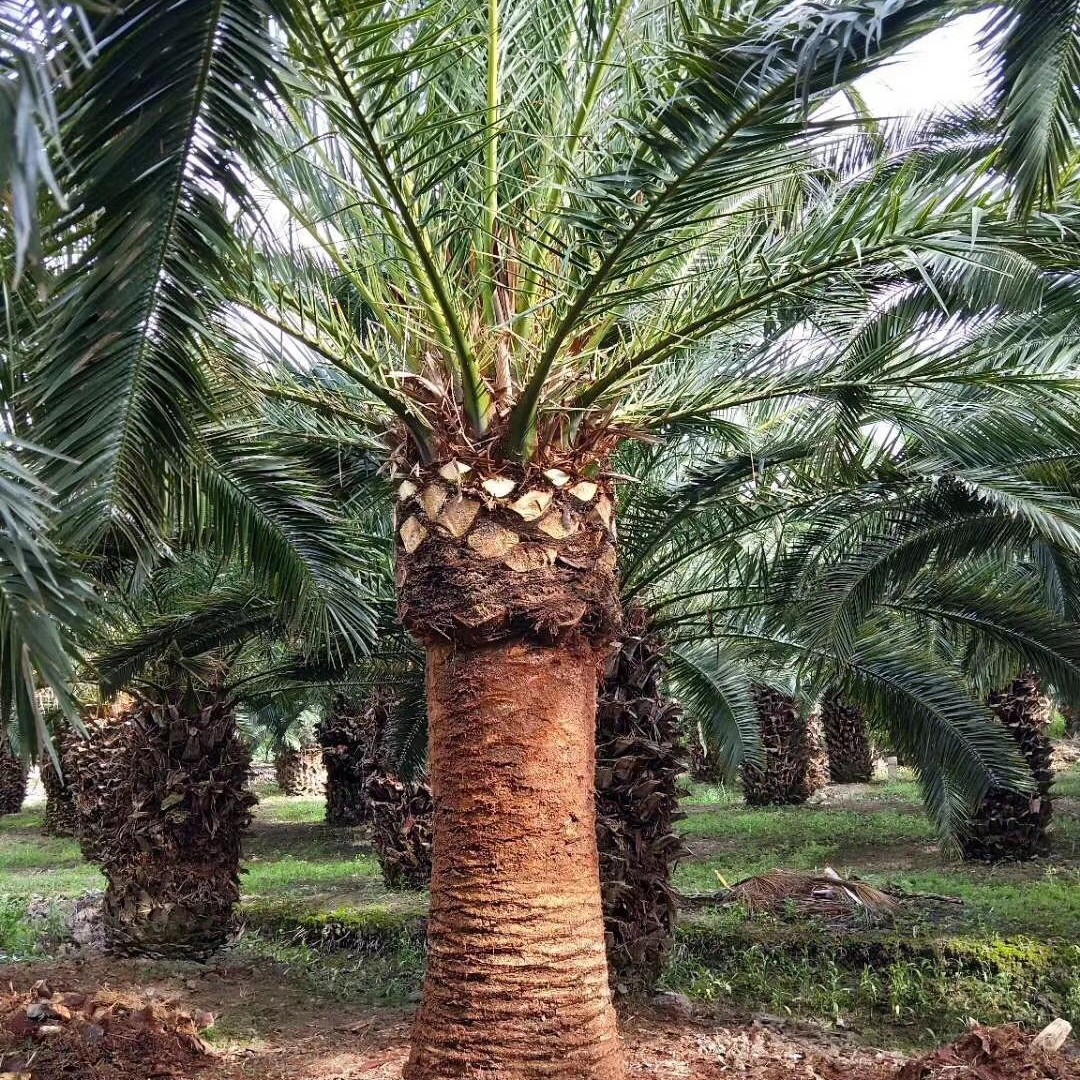 Fujian Canary Sea Date Tree Base Guangdong Zhejiang Canary Sea Date Wholesale Canary Sea Date Head Base