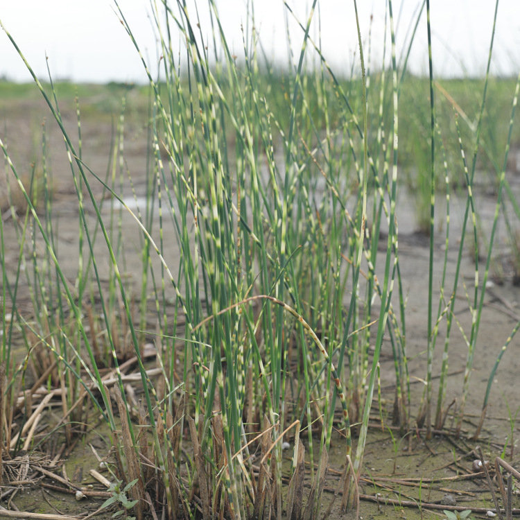 Flower and Leaf Shallot Nursery Wholesale Perennial Perennial Aquatic Plant Origin Wholesale Gold Leaf Shallot Spot Wholesale