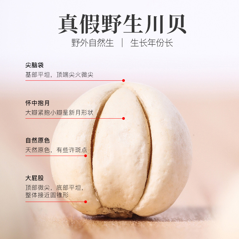 Authentic Sichuan Fritillaria Chinese Herbal Medicine Genuine Special Grade Sichuan Fritillaria Chinese Herbal Medicine Songbei