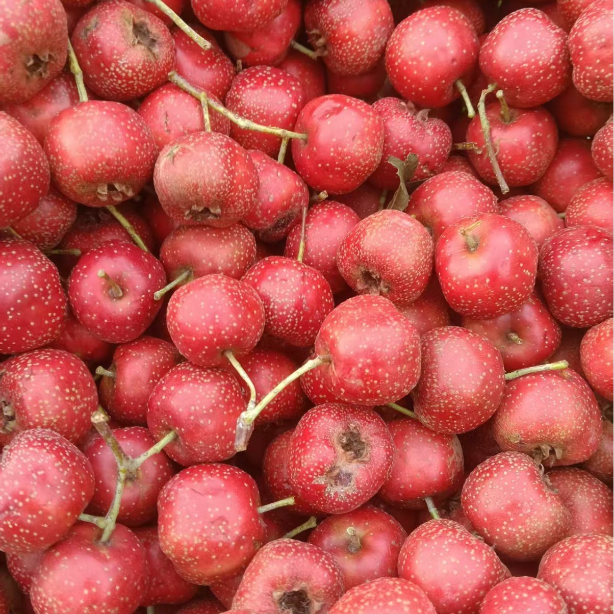 Wholesale of Large Hawthorn Fruits from Da Jin Xing (1000 Pounds, 1.8 0.5kg), Large Quantity Discounts, Processing and Stringing Services Available, Contact Customer Service