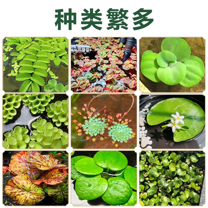 Duckweed Aquilla Daquan Plant Fish Tank Landscape Hydroponics One Leaf Lotus Water Hibiscus Water Hyacinth Water Lotus Water Purification Grassage Hair