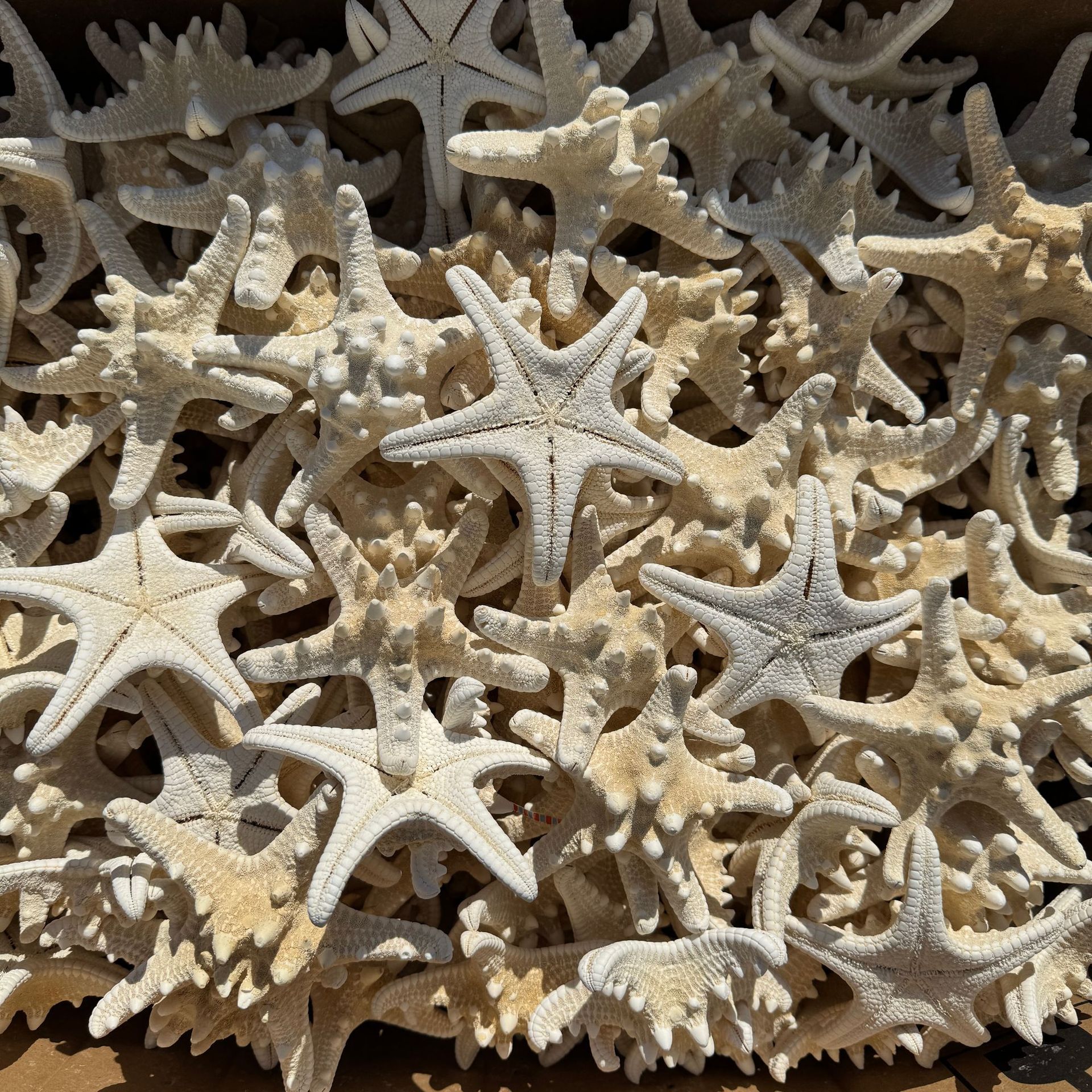 Исследование раковин конхи, морская звезда, микро-ландшафт, набор для декорации