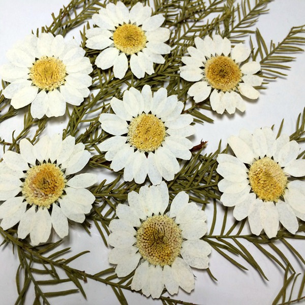 Белый кристальный хризантема, подсолнух, ромашка, оптовая продажа, сушеные цветы, капли клея, цветы для мобильного телефона