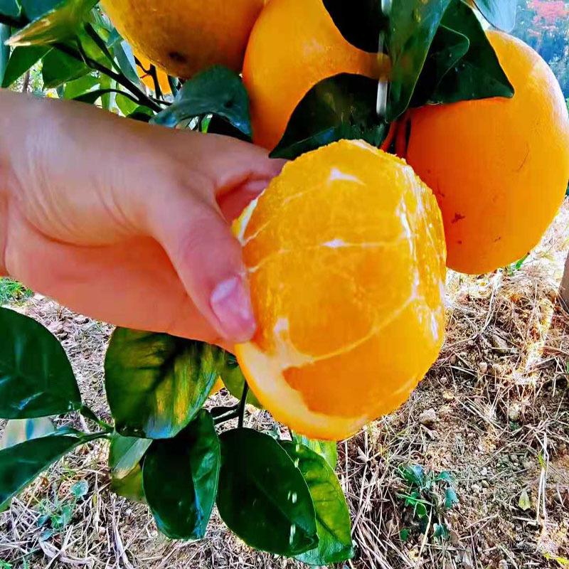 [Sf Express Delivery] Gan Nan Navel Oranges, Early-Ripening Variety, Fresh Fruit, Freshly Picked, 5kg Sweet Oranges, Wholesale from Ganzhou
