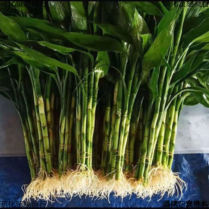 Бамбук с корнями, водная культура для гостиной, офиса, зеленые водные комнатные растения, цветы и зеленые растения, удаление формальдегида и очистка воздуха