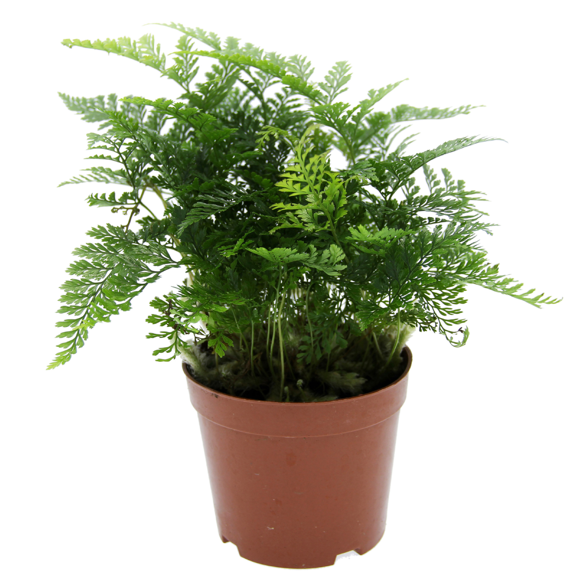 Moss Micro-Landscape Production Ferns Micro-Landscape Plants Wolf Tail Fern Plant Wholesale Landscaping Potted Plants