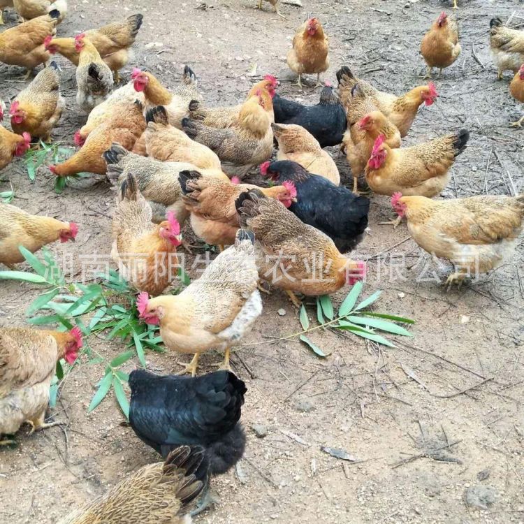 Live Chicken Chicks, Lingshan Hemp Chicken Chicks, Jute Chicken Chicks, and Qingyuan Hemp Chicken, Three Yellow Chicken Chicks, Rural Free-Range Chicken Chicks