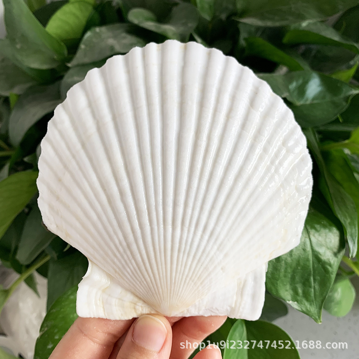 Aibei натуральная ракушка конха xiayi белая ракушка посуда ручной работы для diy оптовая партия