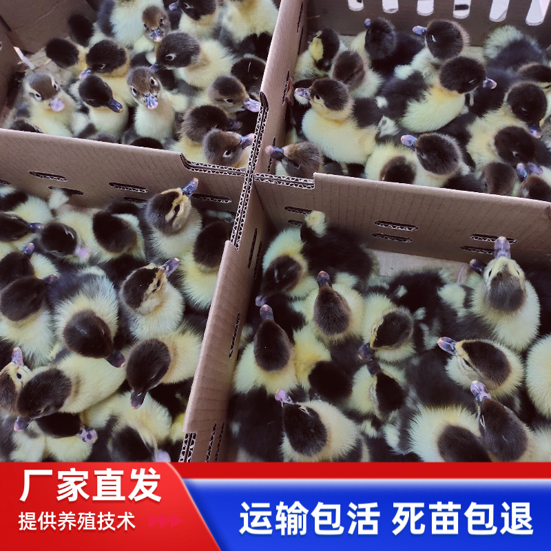 Оптовая продажа крупных черных утят, утят африканского гусака, однодневные утята с вакциной