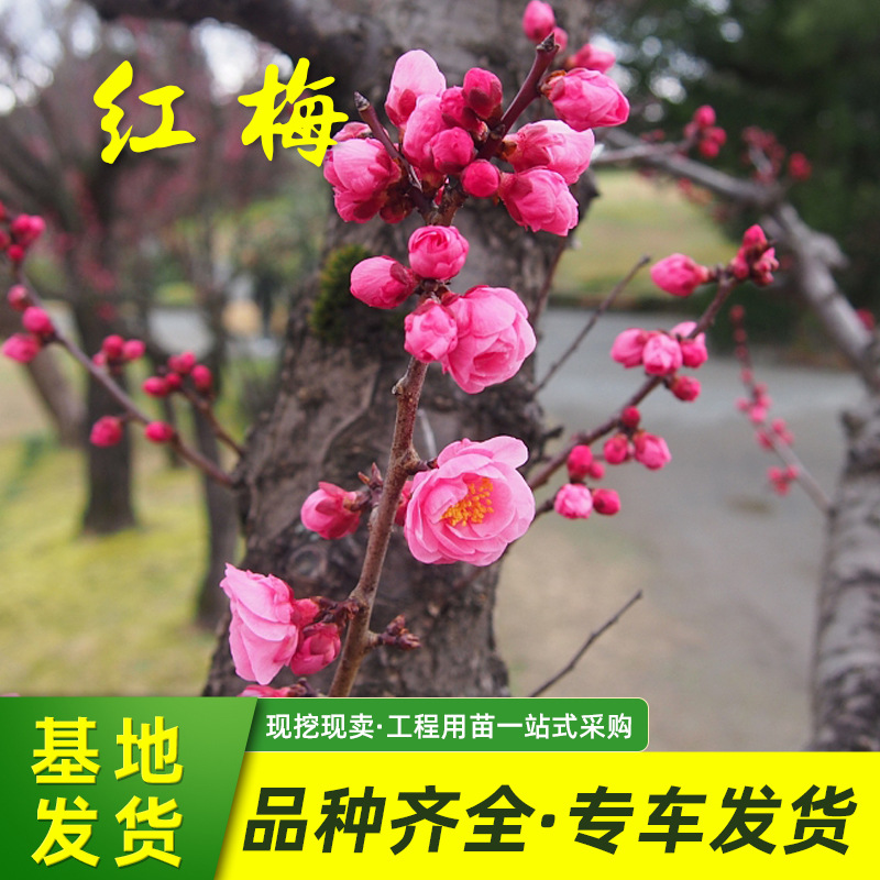 Оптовая база саженцев красной сливы, декоративные растения для озеленения дворов, морозостойкие сорта