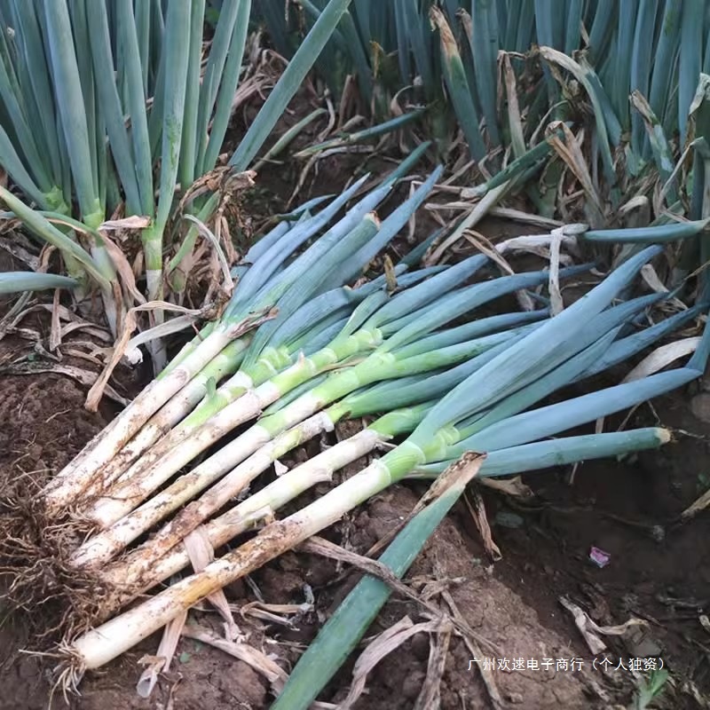 Zhangqiu Green Onions, Shandong Long Onions, Fresh Vegetables Grown by Farmers, 5-Pound Box, Suitable for Dipping Sauce, Seasonal