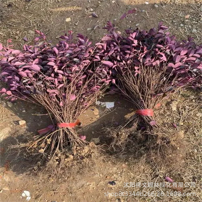 Kindergarten Wholesale Sales of Red Camellia Seedlings, Red Camellia Cup Seedlings, Red Camellia Flowers, Red Camellia Flowers, Engineering Greening Seedlings