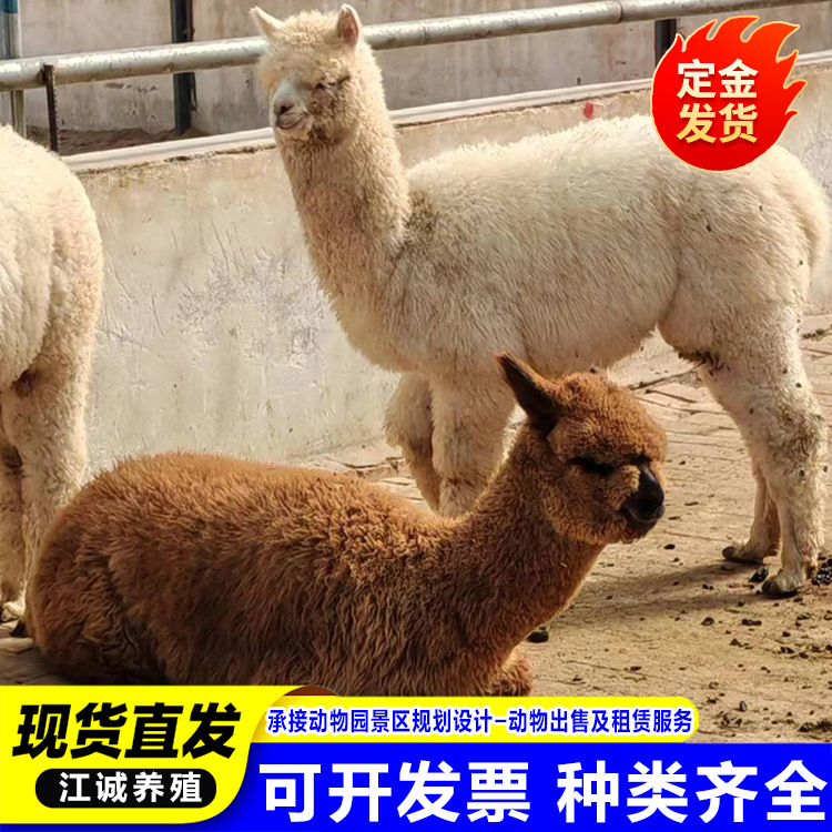 For Sale, Rental Pet Alpaca Live Scenic Spot Photo Interactive Family Alpaca Adult Live Alpaca Price