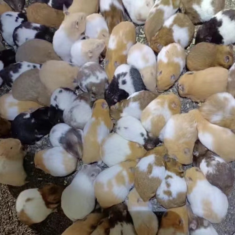 Золотой медведь, вакцинированный и отправленный в клетку, голландская крыса, домашний кролик