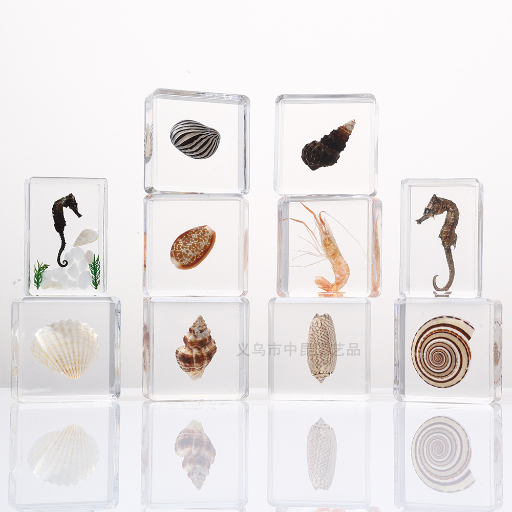 Zhenfang Crafts Factory Marine Life Conch Shell Specimen Sample Drawing Proofing Science Teaching Model Marine Science