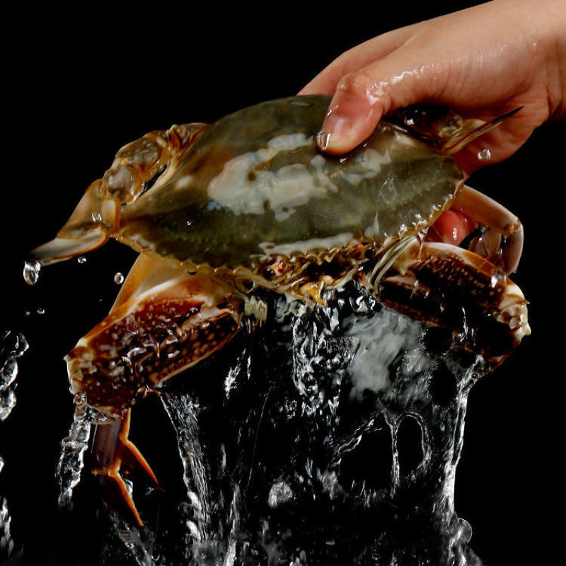 Fresh Live and Frozen Jumbo Hairy Crabs, Extra Large and Fattened, Frozen White Crabs, Wholesale in Bulk