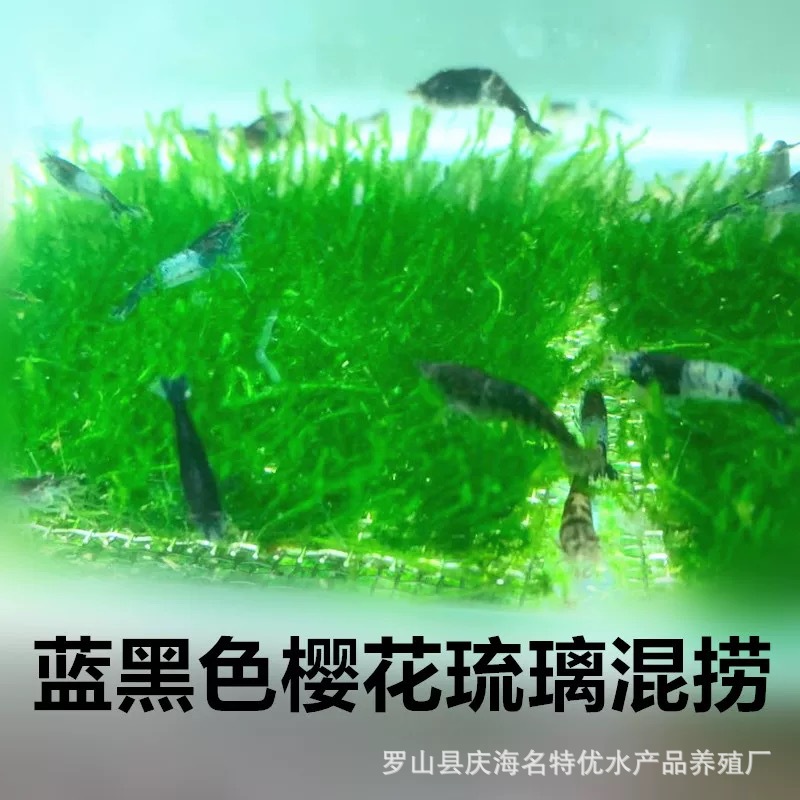 Черные/синие вишневые стеклянные креветки, мелкие декоративные креветки, инструменты для удаления водорослей