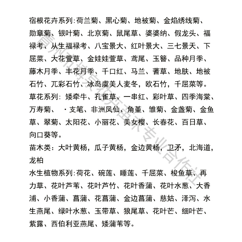 Golden Leaf Calamus Ground Cover Flower Mirror Plant Potted Plant Green Plant Wetland Water Culture Perennial Easy to Grow Golden Silk Cold-Resistant