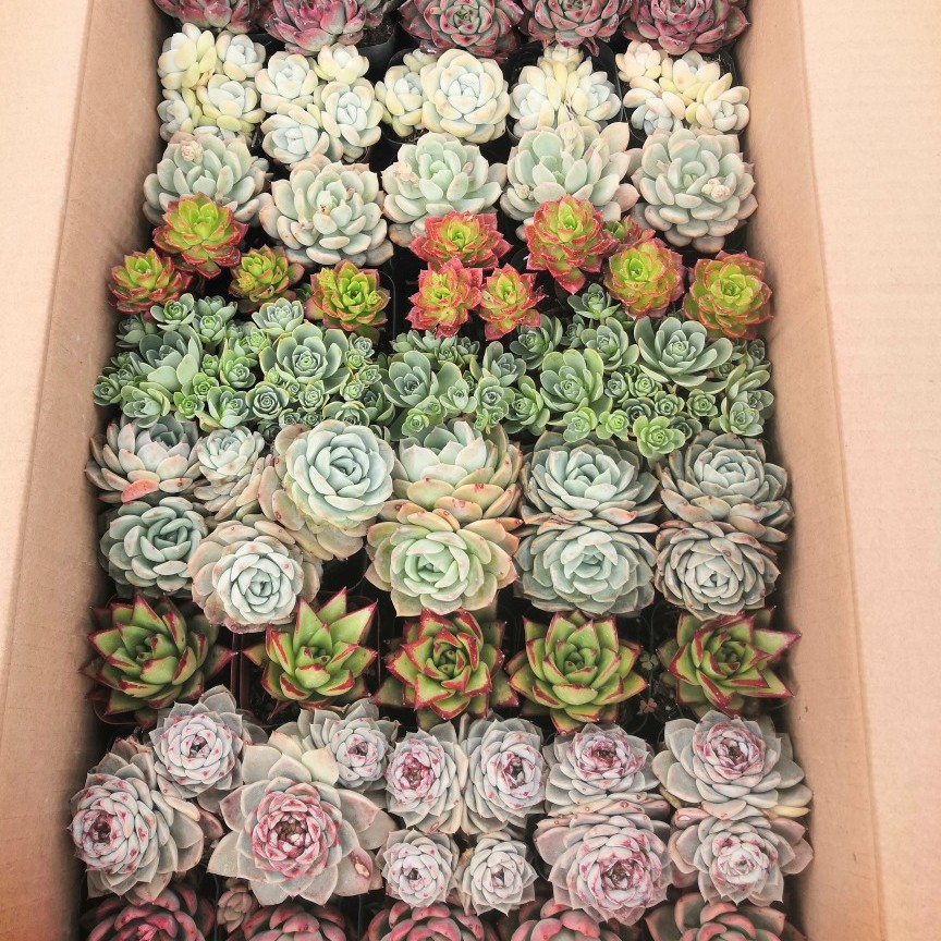Succulent Lcl Wholesale Greenhouse Planting Manufacturer Lcl Combination Mixed Finished Potted Plants
