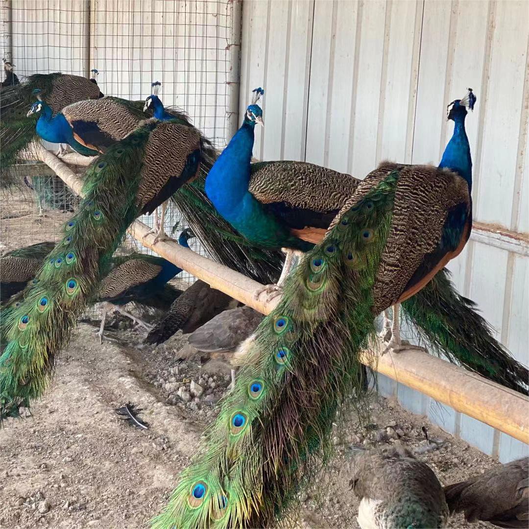 Pair of Live Male and Female Peacock Chicks for Ornamental Purposes in Scenic Areas, Blue and White Peacock Chicks, Live Large Peacock Cubs, Home-Raised and Acclimatized