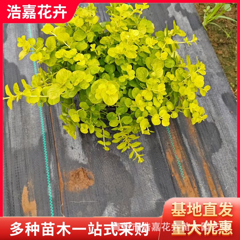 Golden Leaf Crossing Yellow Seedlings Are Perennial Ground Cover Plants That Are Evergreen and Easy to Maintain in All Seasons. Use Golden Leaf Crossing Yellow for May Day