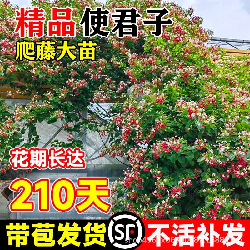 Вьющиеся растения бугенвиллии для дома и улицы, двуцветная лиана, цветущая на балконе, в дворе, для забора, саженец бугенвиллии