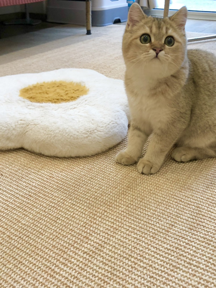 Hand-Sewn Sisal Carpet for Living Room and Bedroom, Coffee Table, Bay Window, Cat Scratching Board, Foot Mat, Straw Tatami Floor Mat