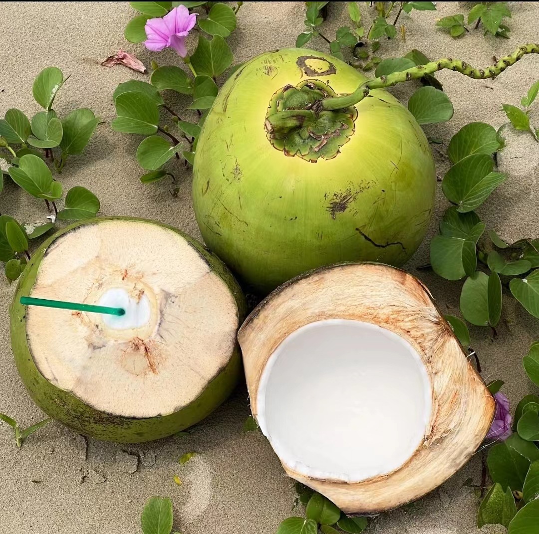 Coconut Green Hainan Coconut 1.5-2.5kg Freshly Picked Wenchang Factory Direct Delivery Starting from 300 Pieces No Free Shipping