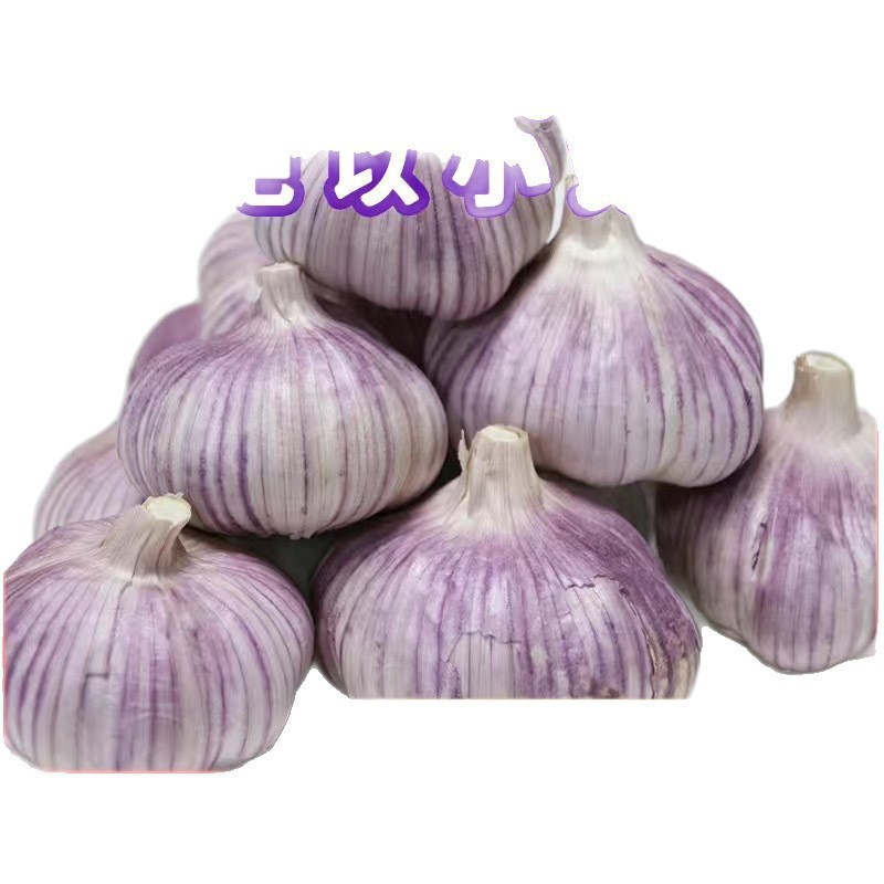 Garlic Headband Shandong Jinxiang Reduced Price Purple-Skinned Large Fresh Garlic Red-Skinned Dried Garlic Wholesale Mainland China
