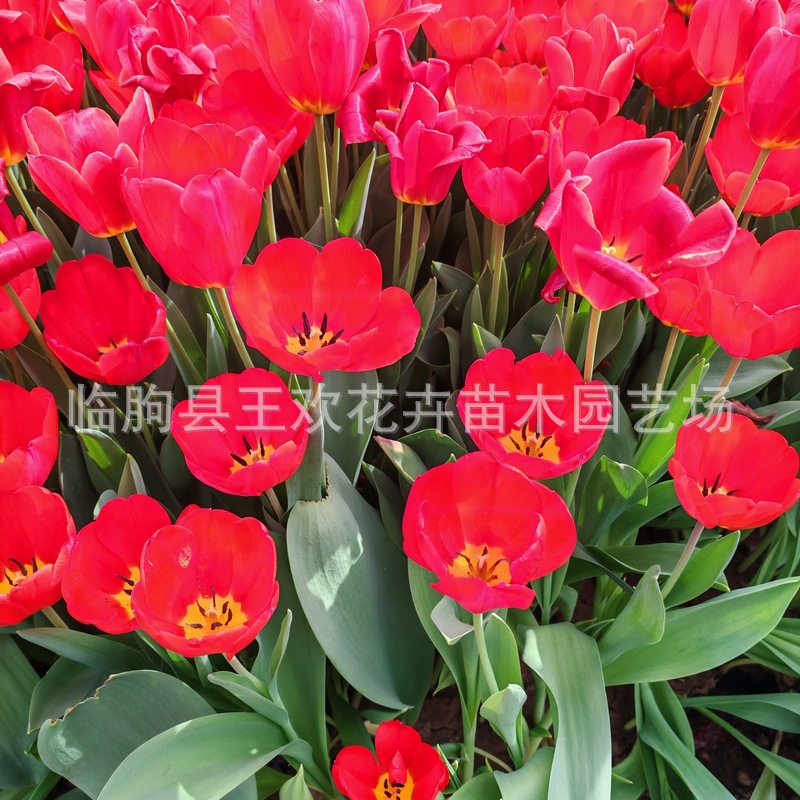 Цинчжоу база Тюльпаны Саженцы Распределение цветущих сортов различных луковиц тюльпанов Оптовая продажа саженцев тюльпанов