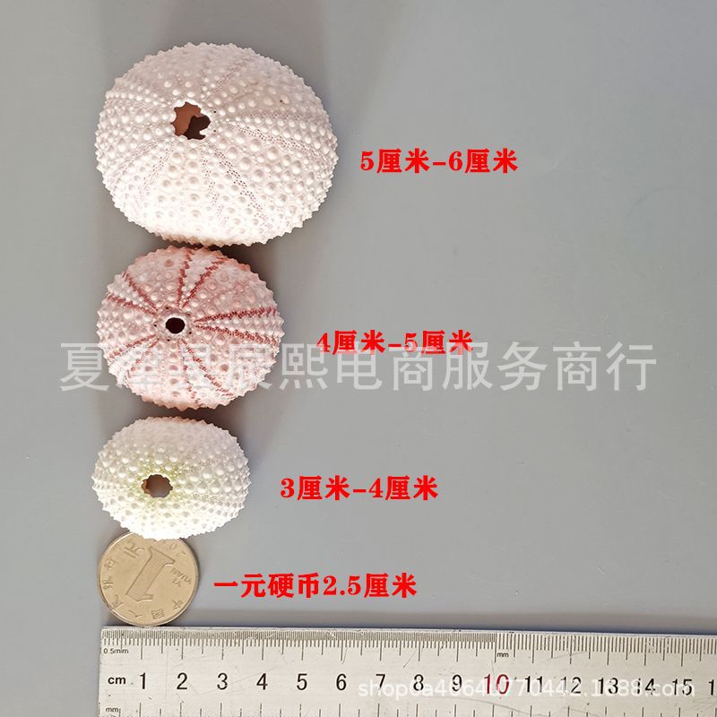 Natural Shell Conch Pink Dreamy Sea Urchin Shell 4 to 5cm Specimens Air Orchid Home Decoration Ornaments