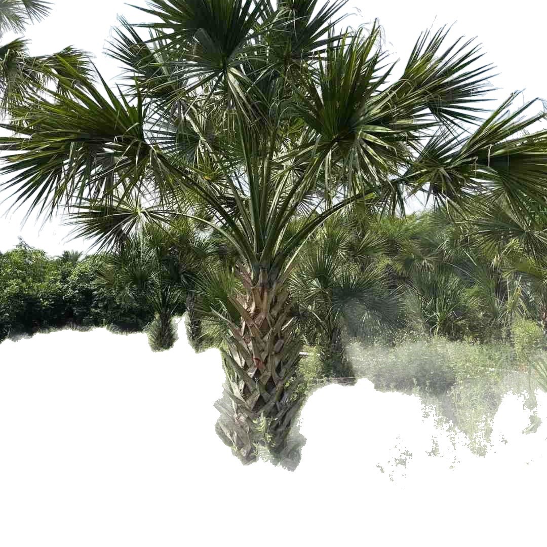 Zhejiang Cabbage Palm Price Jiangxi Shanghai Dragon Scale Palm Base Fujian Transplanting Goods Dragon Scale Palm Wholesale