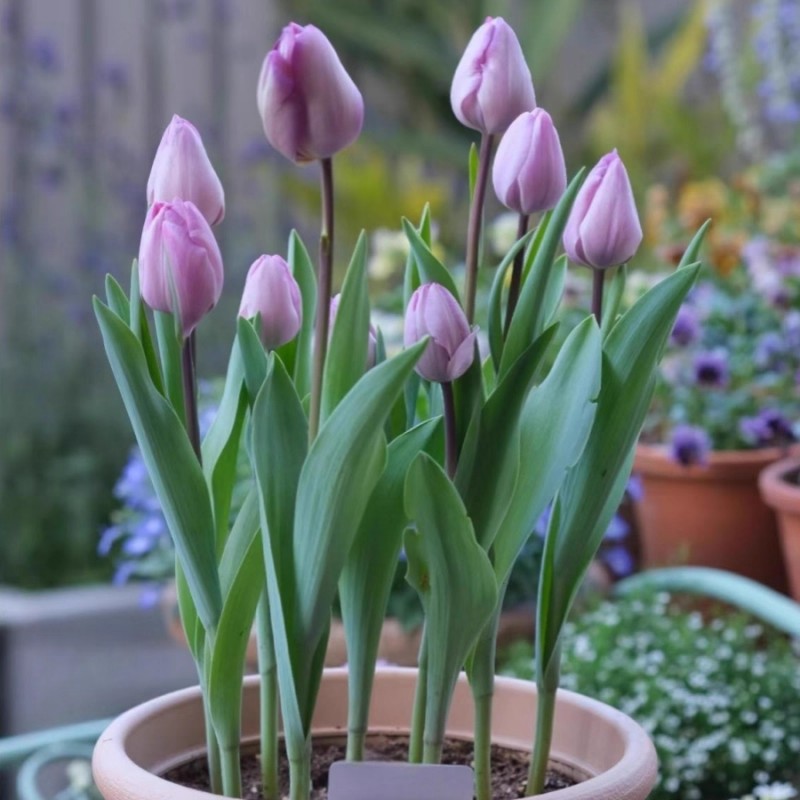 Imported Tulip Seed Bulb Hydroponic Set Glass Bottle Cold-Resistant Perennial Four-Season Planting Hyacinth Potted Flowers