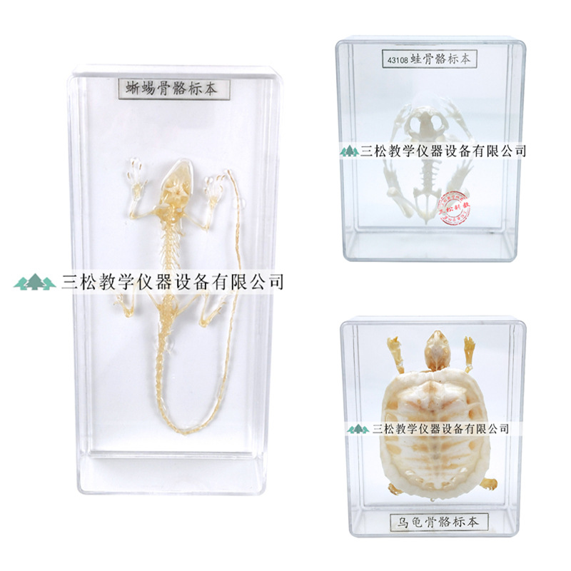 Snake skeleton specimen bat lizard Brazilian turtle rabbit crucian carp frog pigeon animal skeleton biological specimen