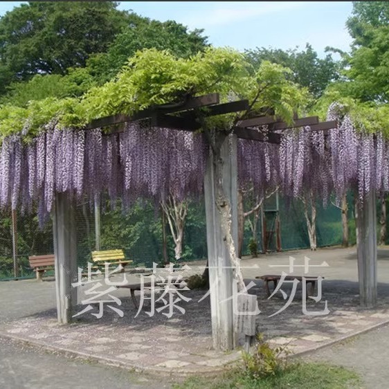 Wisteria Saplings, Climbing Plants, Blooming in All Seasons, Courtyard Potted Plants, Cold-Resistant Vines, Balcony Wisteria