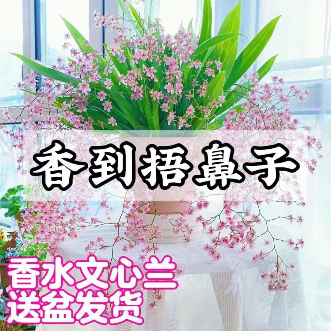 Dream Fragrance Color Fragrant Orchid Mixed Color Flower Buds Winter Indoor Green Plants with Strong Fragrance