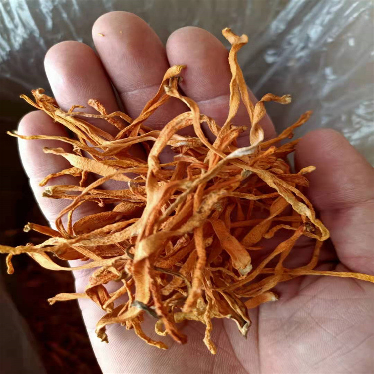 Грибы кордицепса оптом сушеные товары специального назначения новые товары золотой кордицепс сушеная цена супа вкусный кордицепс прямые продажи