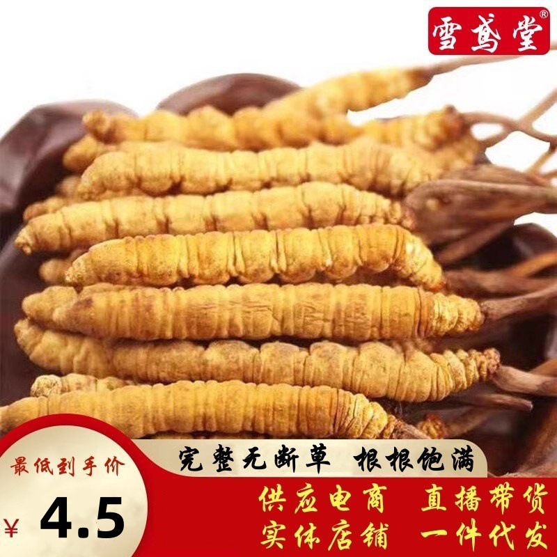 Оптовая продажа кордицепса Сычуань, лиофилизированный, искусственно выращенный кордицепс синенсис, неароматический кордицепс, вино с кордицепсом, тоник кордицепс синенсис