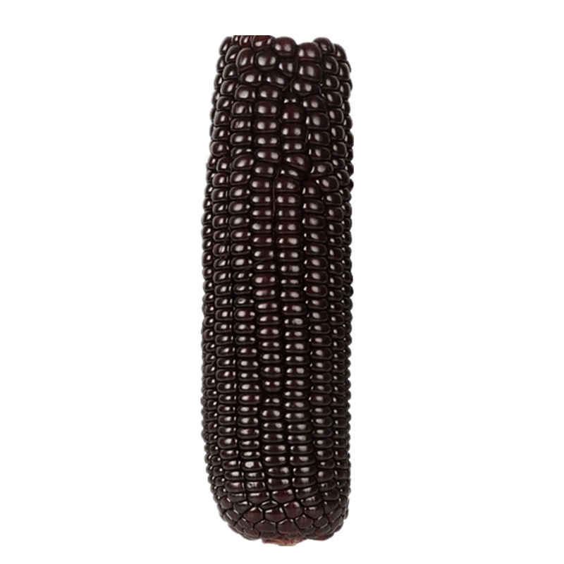 Black Corn Waxy Corn 10 Pieces Soft Glutinous Sweet Sticky Corn on the Cob Meal Replacement Independent Package