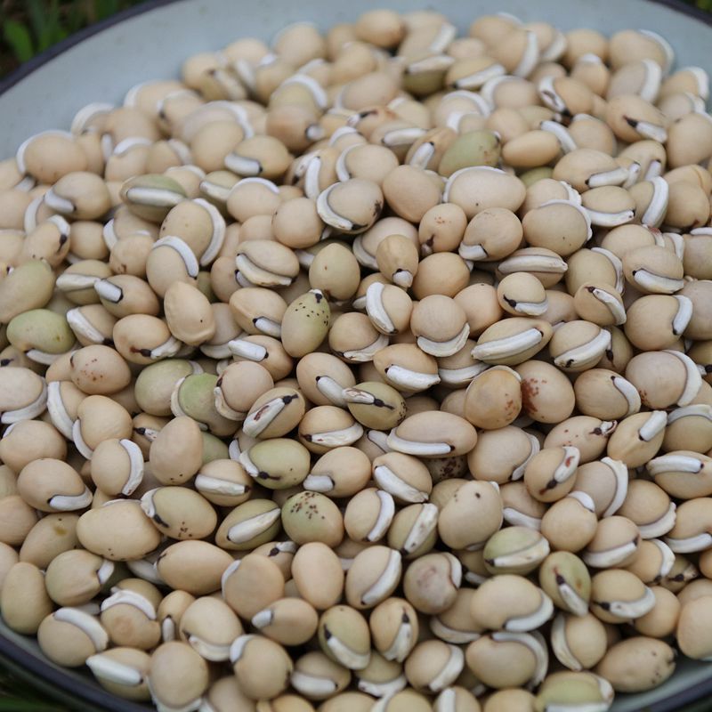 Qingshan Chinese Herbal Medicine White Kidney Bean Sichuan Black Eyebrow Kidney Bean Raw White Kidney Bean Medicinal White Kidney Bean Black Edge 500g Free Shipping