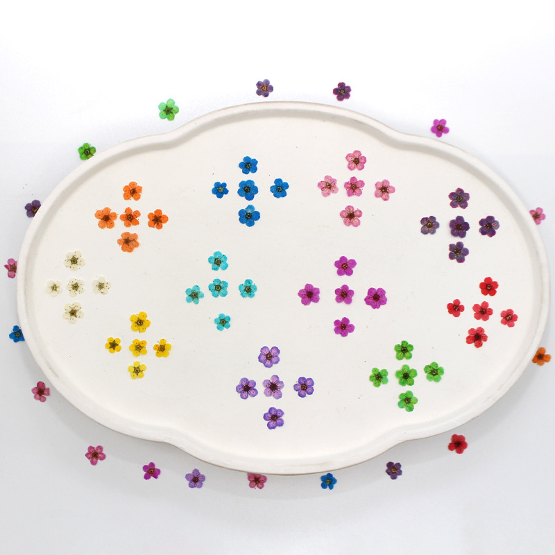 Small Narcissus Dried Flower Embossed Plant Specimen Baffle Mobile Phone Shell Bookmark Kindergarten Handmade Leaf Sticker Makeup