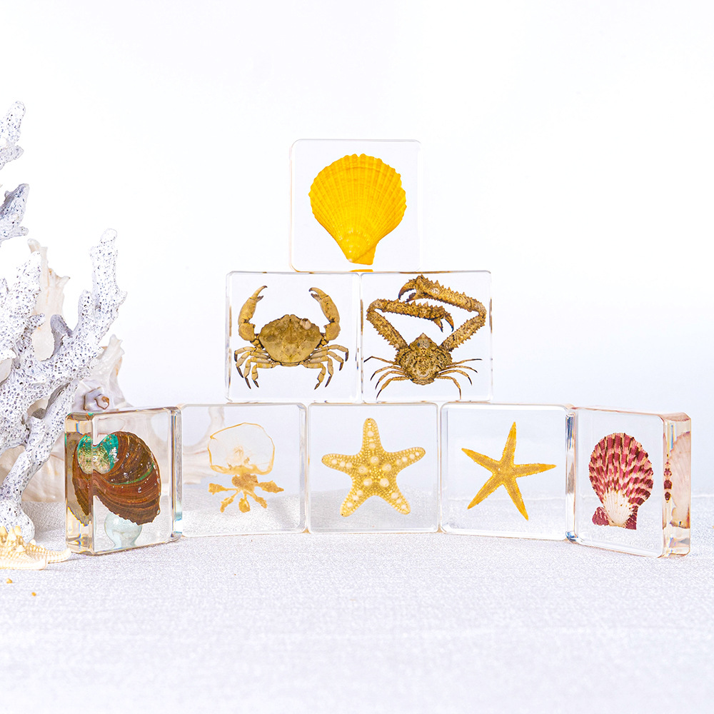 Realistic Marine Life Epoxy Resin Starfish Octopus Crab Turtle Science Teaching Aids Cultural and Creative City Kindergarten Study